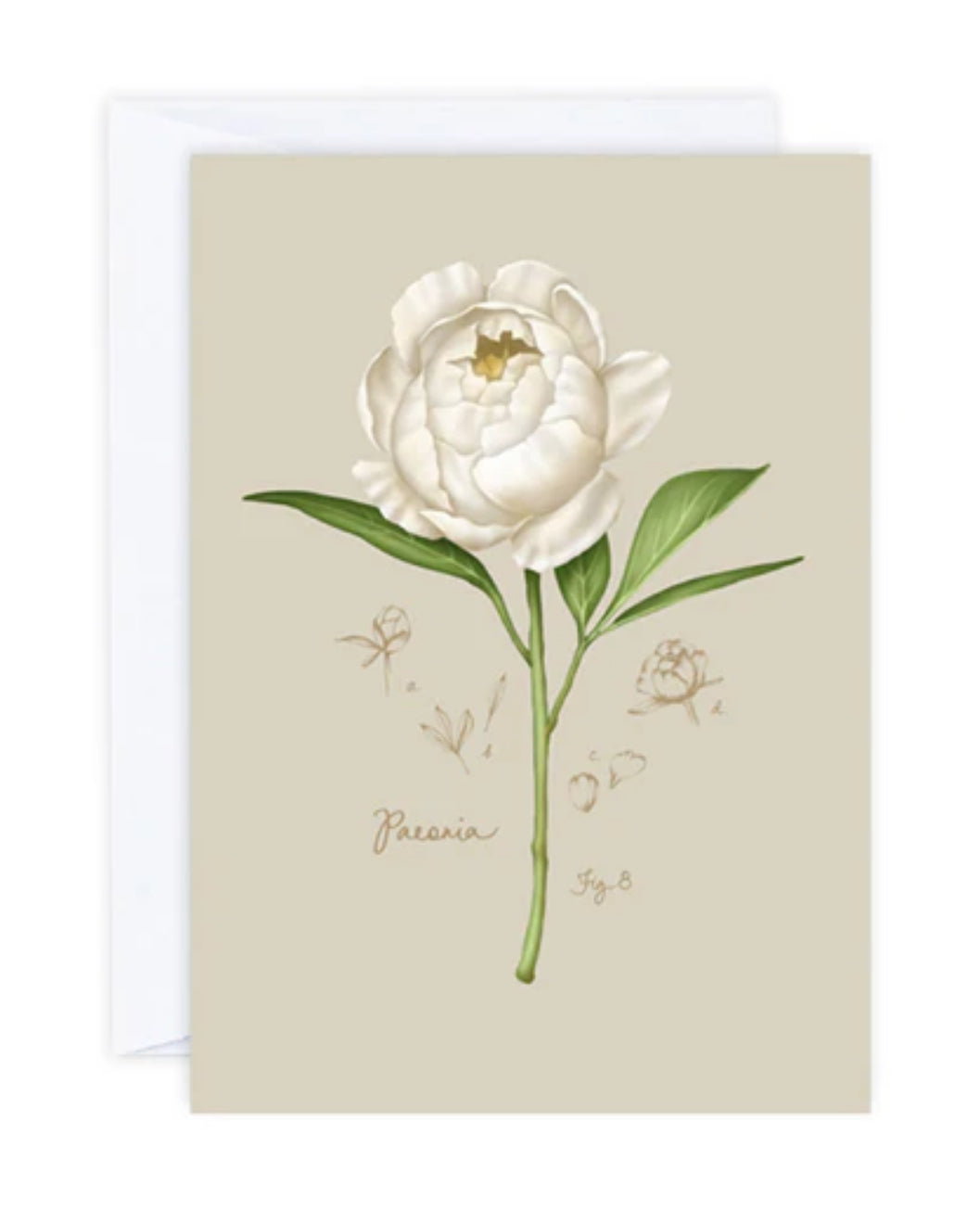 Greeting Card - Peony