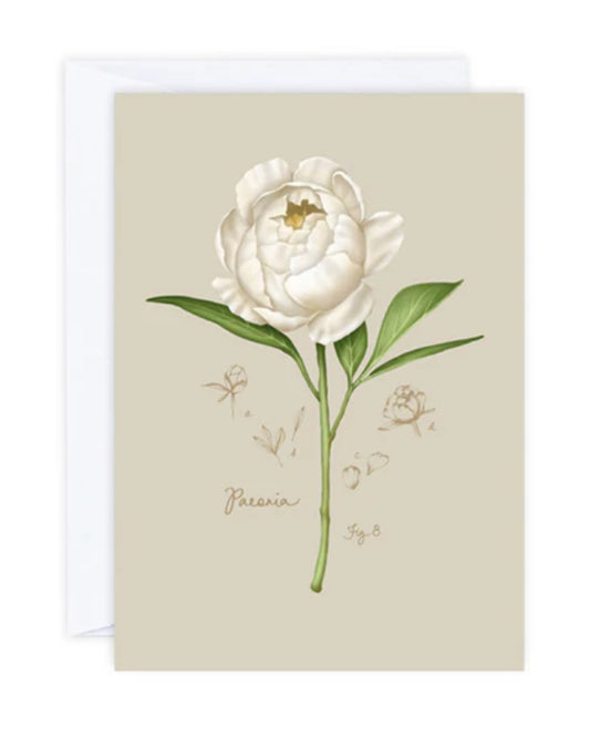 Greeting Card - Peony