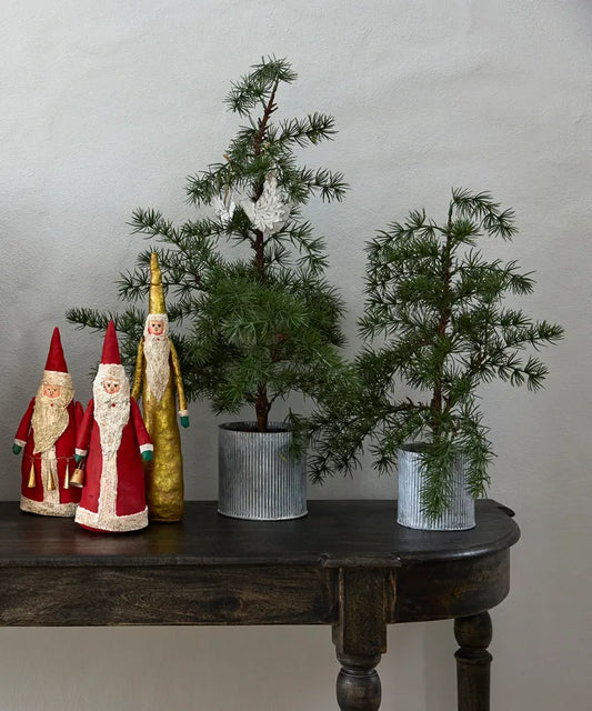 Fir Tree - Potted